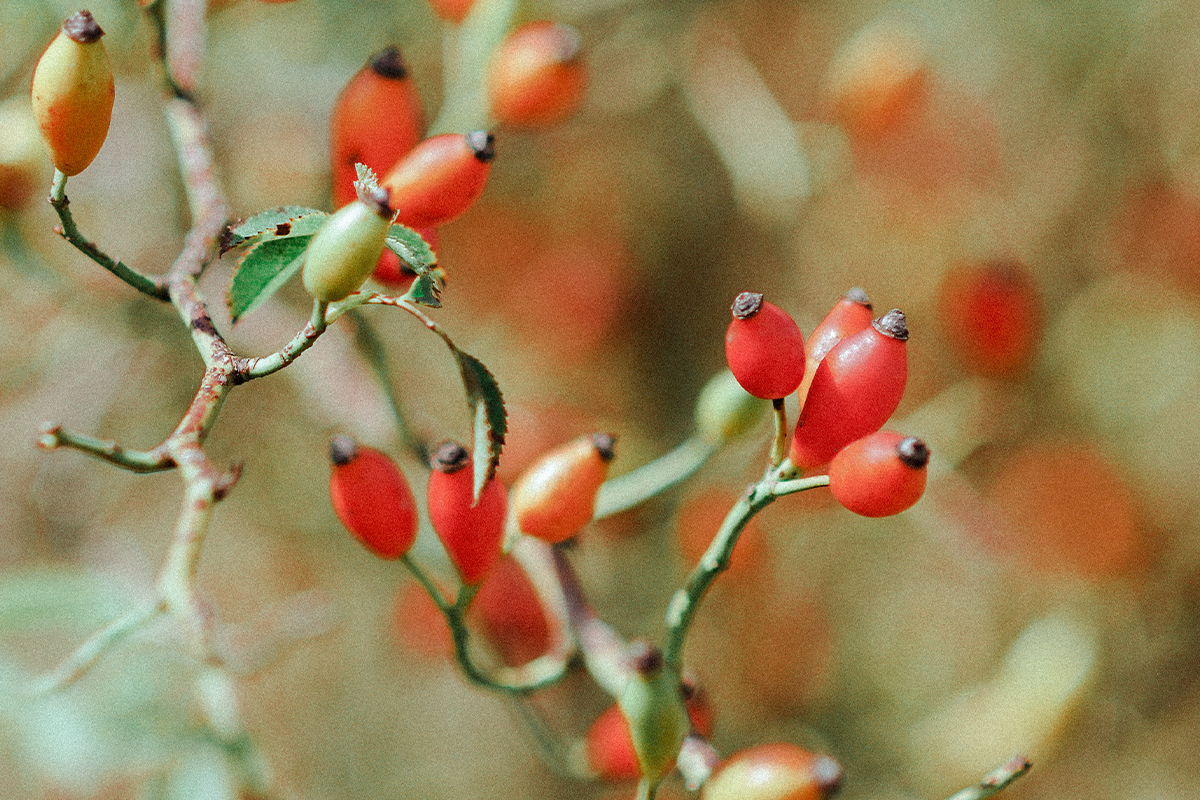 Rosehip Seed Oil for Skin, Anti-Aging with Vitamin A & Essential Fatty Acids 1