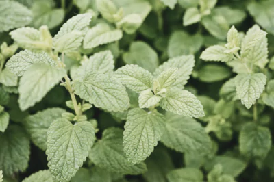 Lemon Balm Benefits & Uses: A Super-Herb for Your Skin (and Your Health)