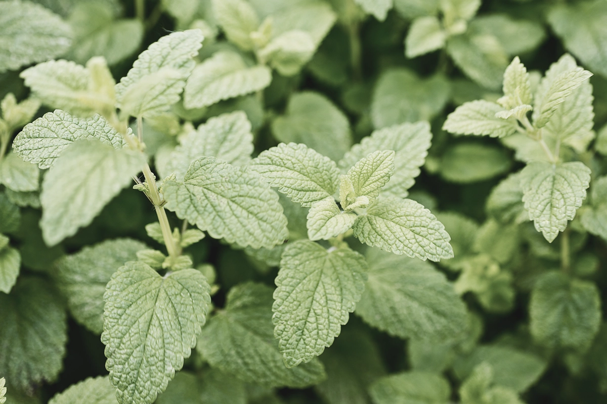 Lemon Balm Benefits Uses A Super Herb For Your Skin Your Health