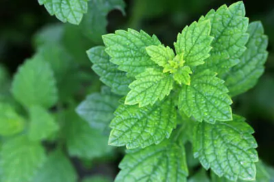 bitter herbs lemon balm