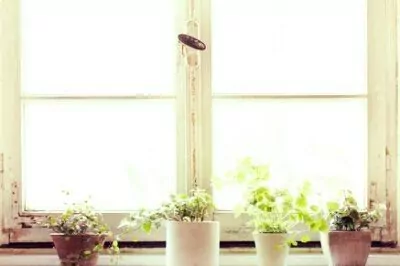 14 Plants to Help Clean the Air in Your Home 1