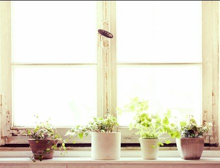 14 Plants To Help Clean The Air In Your Home Plants That Clean Air