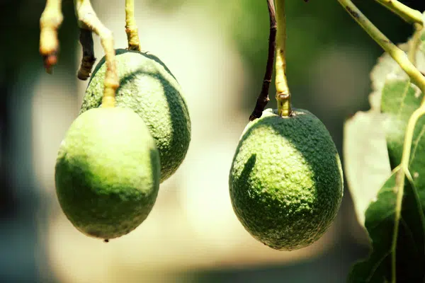 Avocado brings a lot of benefits when it comes to moisturizing.