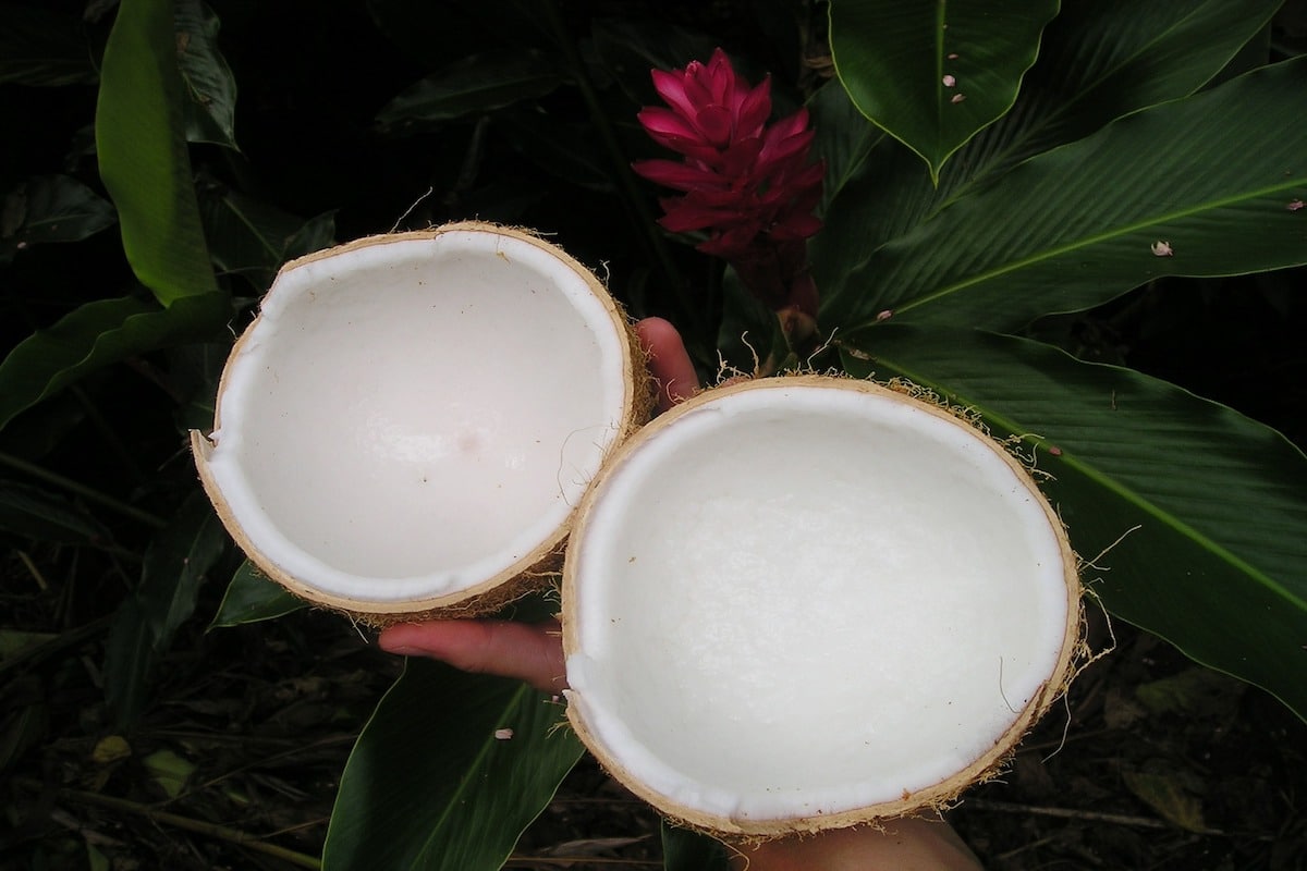 How to Make Clear Organic Palm Kernel Oil  The Best Alternative to Coconut  Oil 
