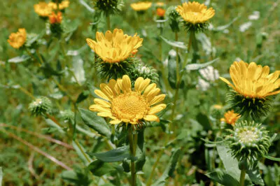 Gumweed for Poison Oak and Other Itchy Things