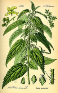 edible plants - nettles