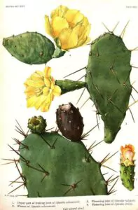 edible plants - prickly pear