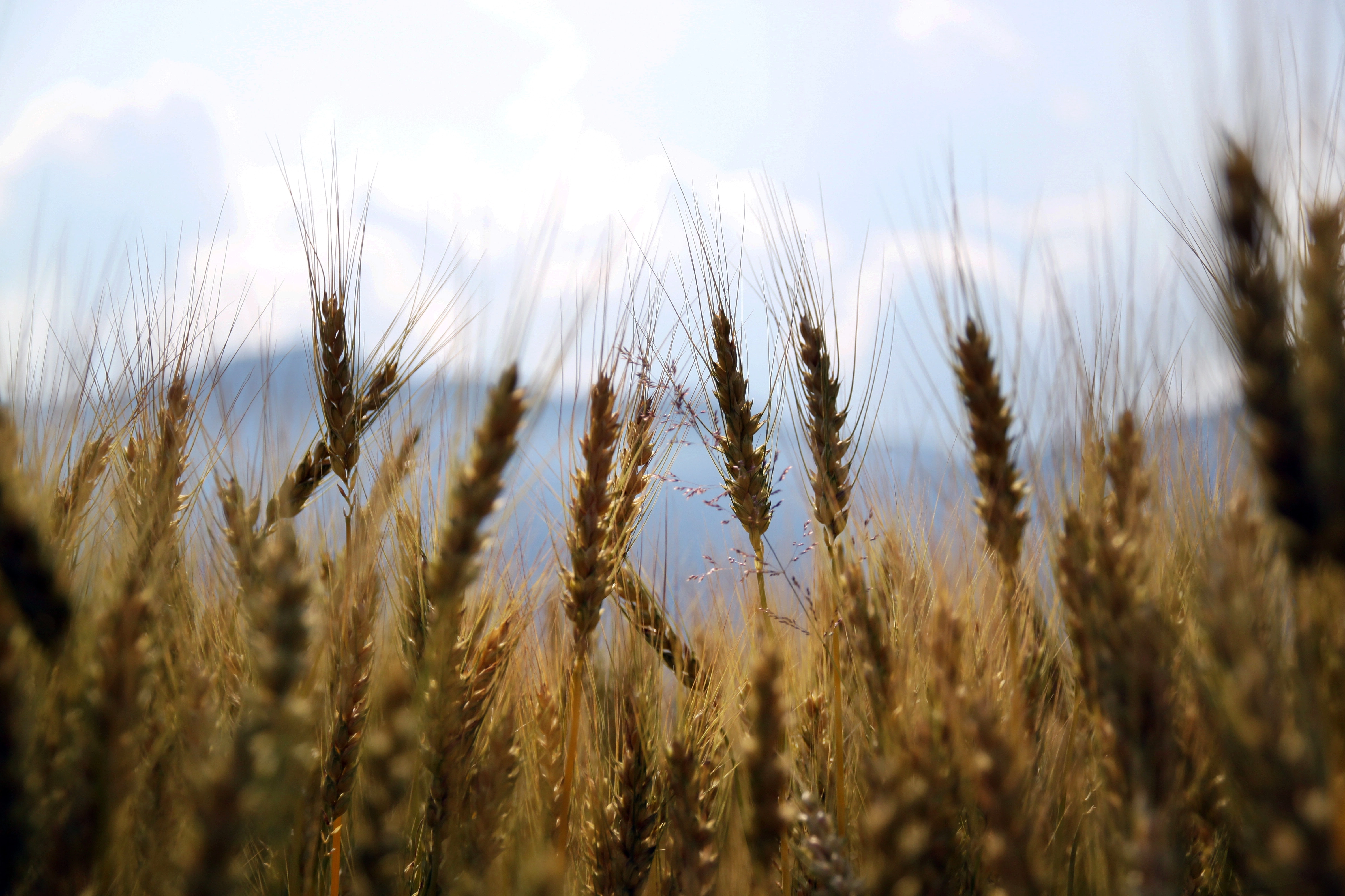 You can try wheat and barley to remove facial hair if your skin isn’t too sensitive.