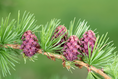 Reduce the Appearance of Eye Wrinkles with Larch Tree Extract