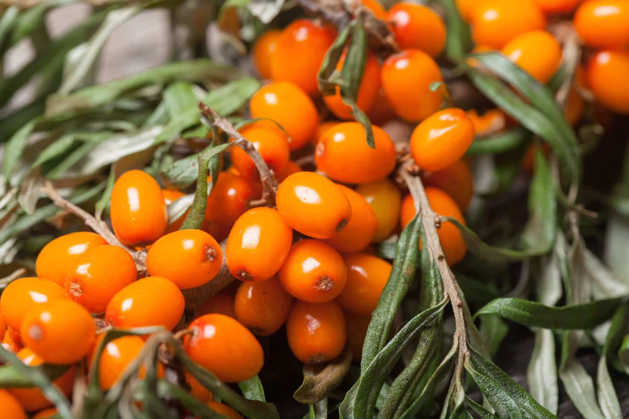 You can still use Sea Buckthorn oil for clogged pores if you combine it with other high linoleic acid oils.