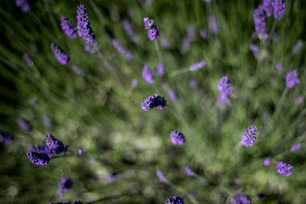 Why You Should Be Using Lavender Essential Oil on Your Skin 1