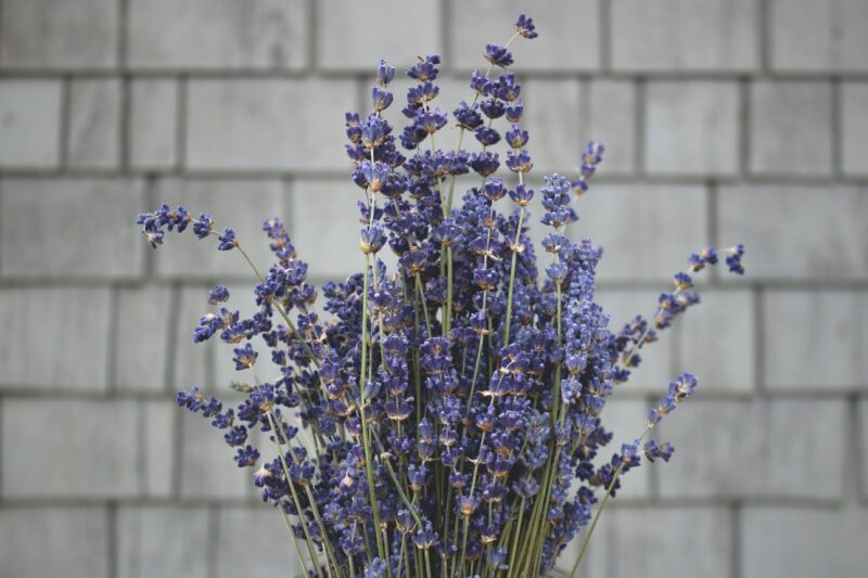 Lavender is one of the best varieties associated with vetiver grass