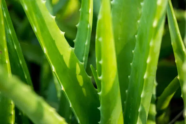 Aloe vera is an adaptogen ingredient that provides protective moisture while creating a calming sensation.