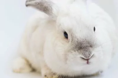 Is Your Makeup Brand Really Cruelty Free? You May Want To Take A Second Look.