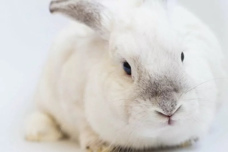 Is Your Makeup Brand Really Cruelty Free? You May Want To Take A Second Look.