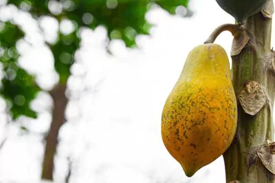9 Healthy Reasons to Indulge In the Tropical Taste of Papaya