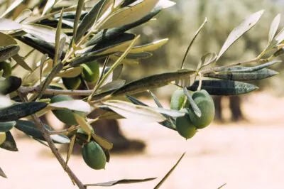 The Benefits of Olive Leaves and Oil for Skin, the Ancient Skin Care Secret of the Greeks 1