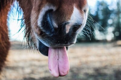 6 Benefits of Tongue Scraping (Plus How to Choose the Right Scraper for You)