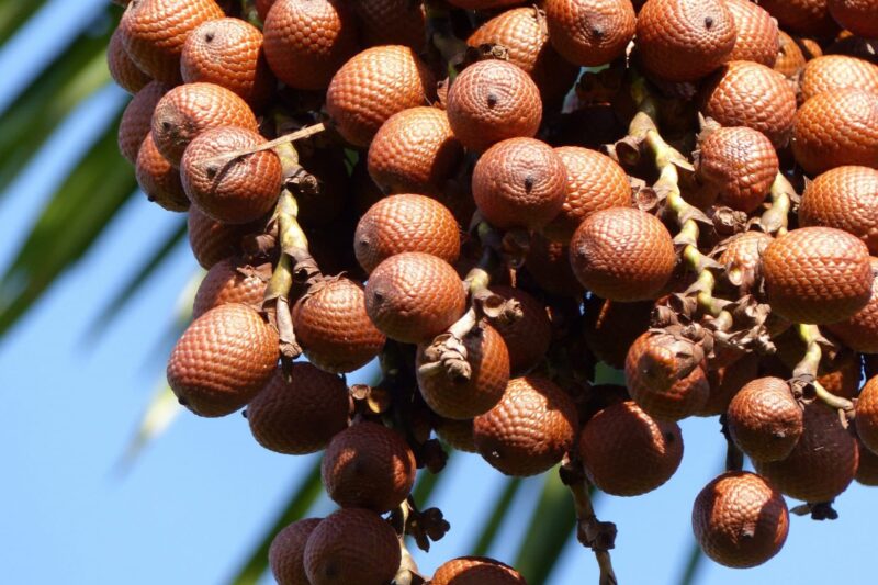 Buriti Fruit Oil, the Natural Moisturizing Amazon Oil