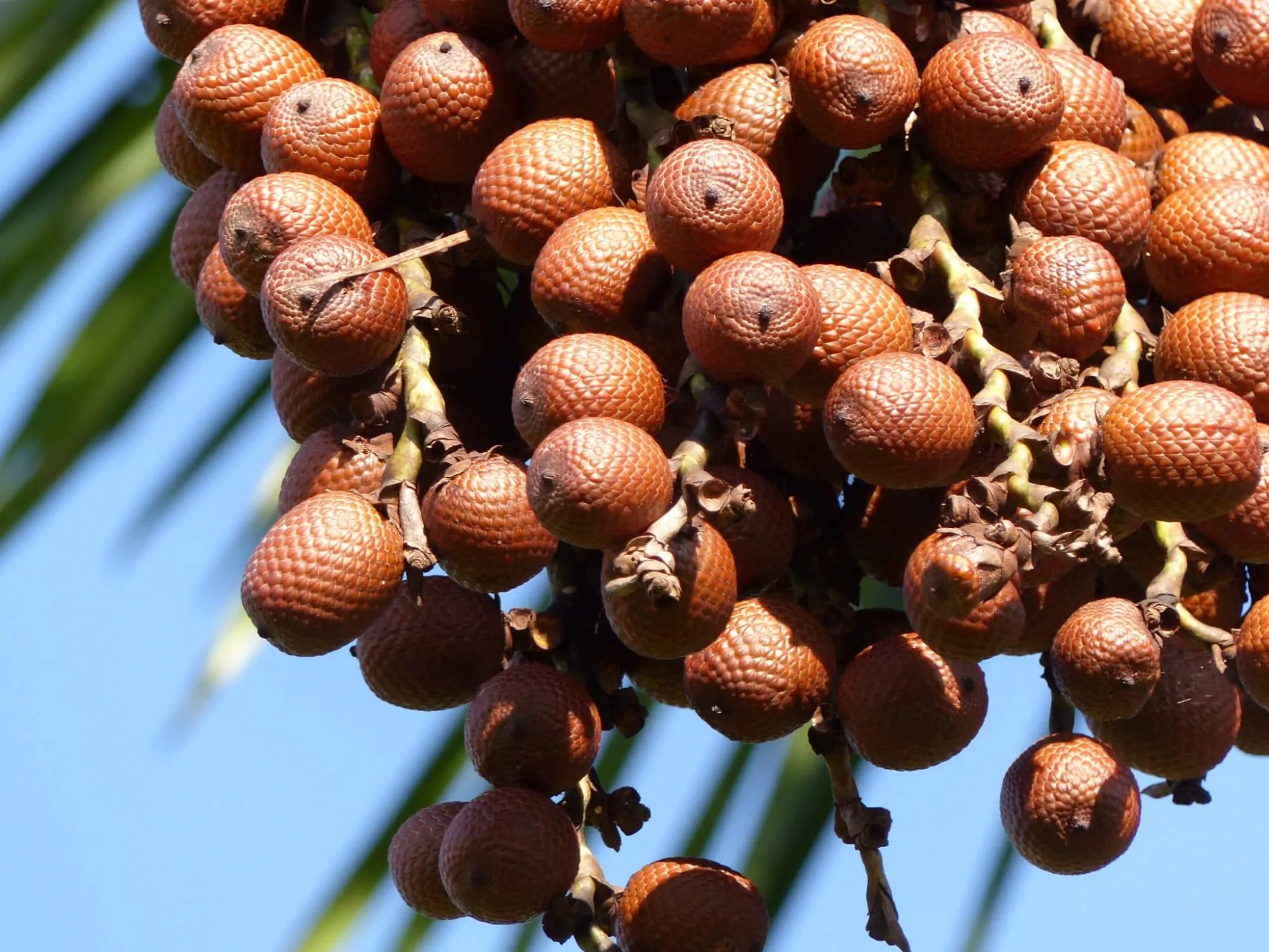 Buriti Fruit Oil, the Natural Moisturizing Amazon Oil