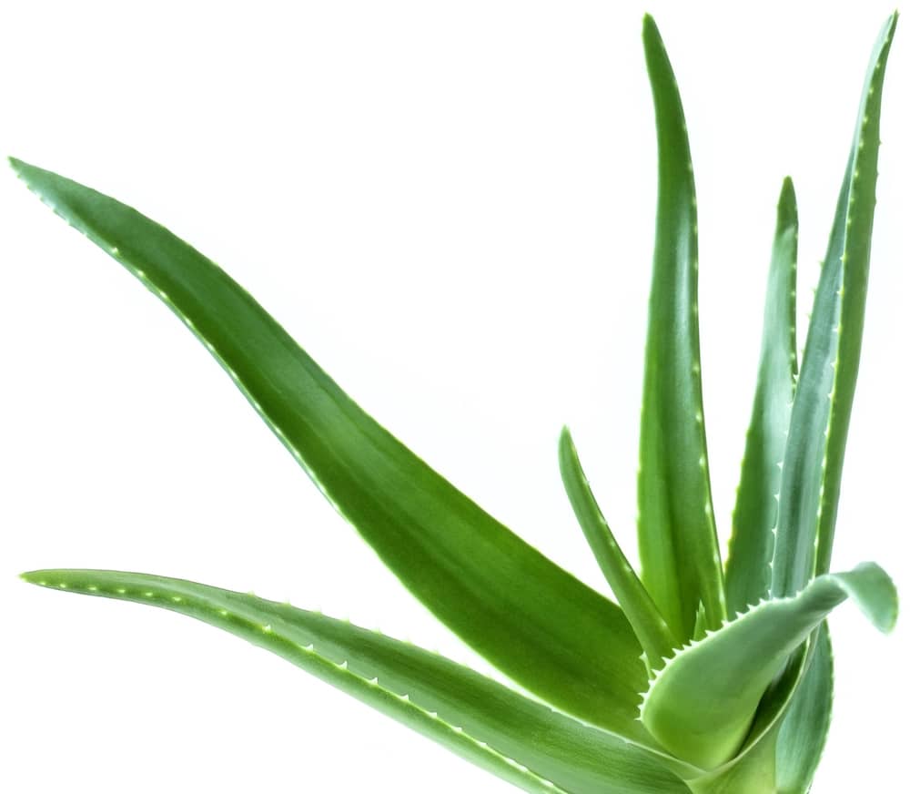 Aloe vera is an awesome base ingredient for serum