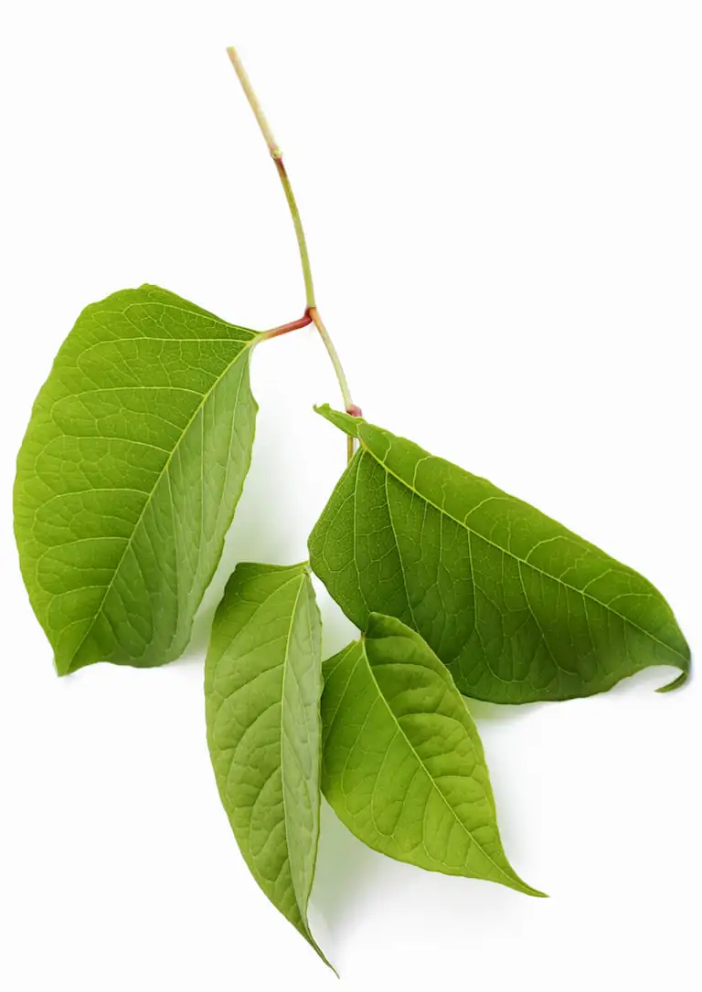 Knotweed