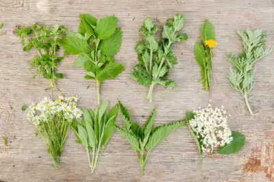 5 Healing Herbs You Can Find in the Wild This Spring