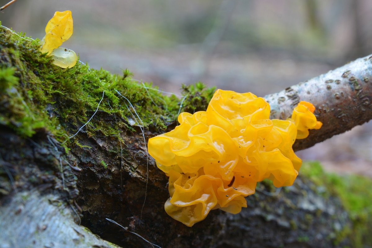 tremella_mushroom_moisturizer_skincare_serum