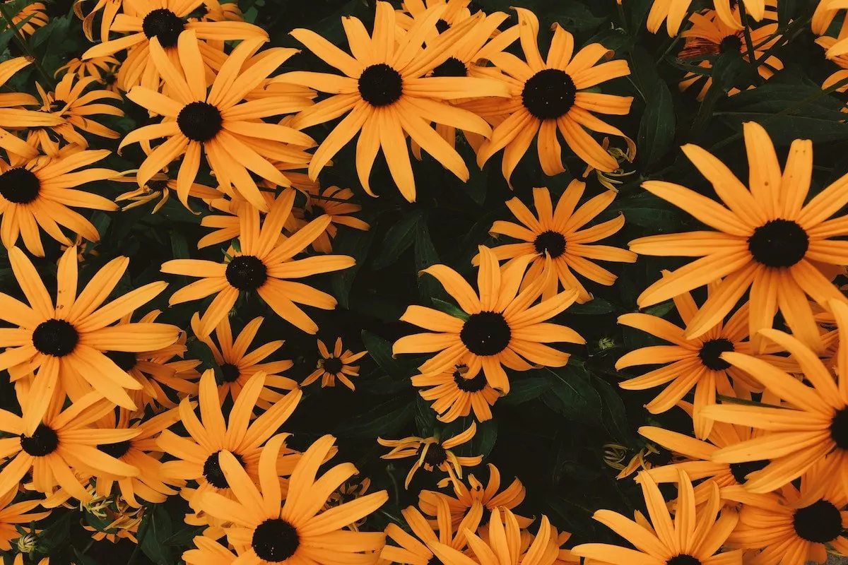 Flower Essences