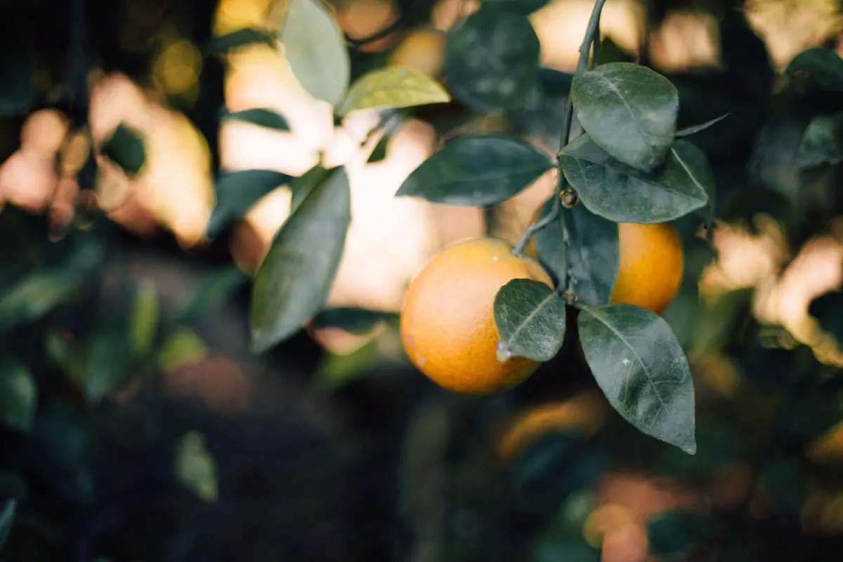 Citrus Mint Cleanser