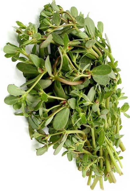 Purslane