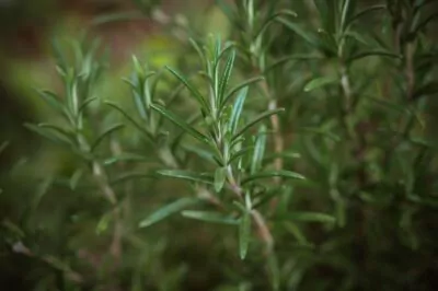 Rosemary for Skin: Rejuvenate and Balance your Natural Oils