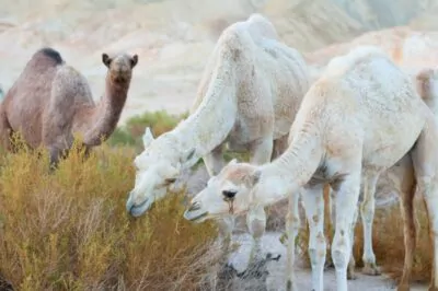 I Drank Camel Milk for a Week (And I'm Lactose Intolerant!) Here's What Happened. 1