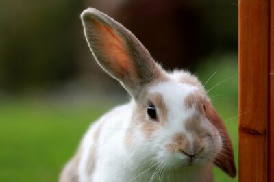 california banning animal testing