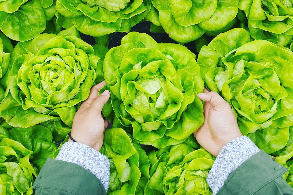 organic vs conventional