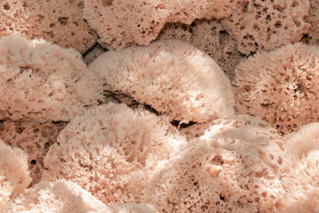 The Guide to Natural Sponges What Actually Works