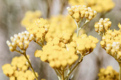 Helichrysum: Skin Care Uses and Benefits