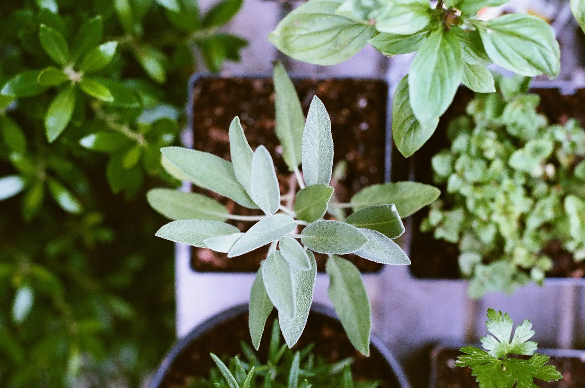 anti-aging herbs: sage