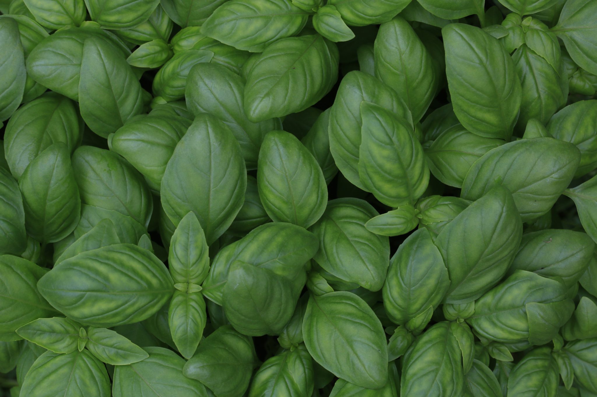 anti-aging herbs: basil