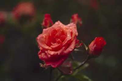 DIY: Make a Refreshing Rosewater Mist for Summer