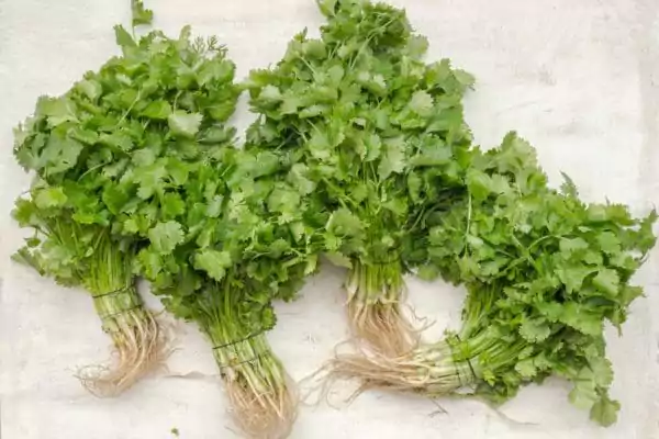 Parsley Seed Oil