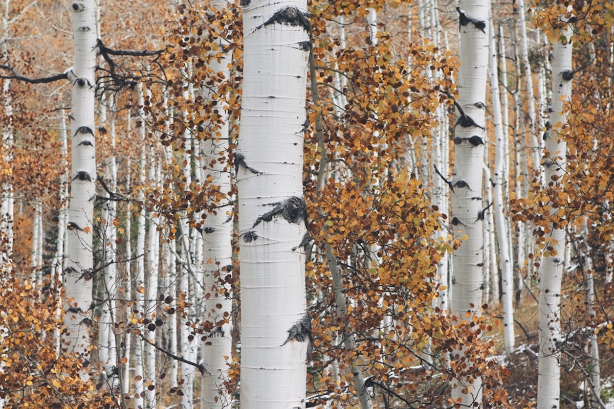 Aspen Bark for Skin, the All-Natural Preservative | Annmarie Skin Care