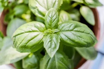 Basil for Skin, the Natural Cleanser and Purifier 1