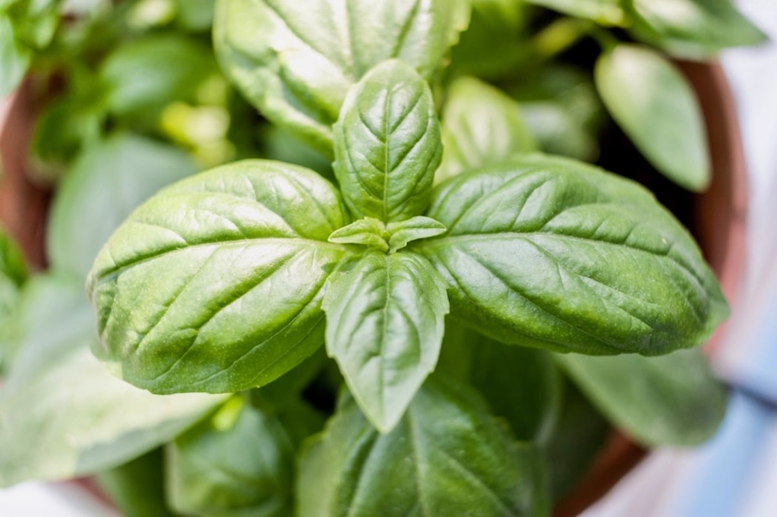 Basil for Skin, the Natural Cleanser and Purifier Annmarie Skin Care