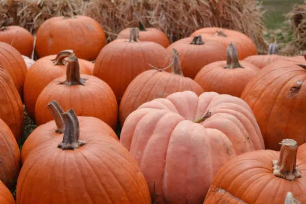 Fall is Here! 5 Home Beauty Uses for Pumpkin 5