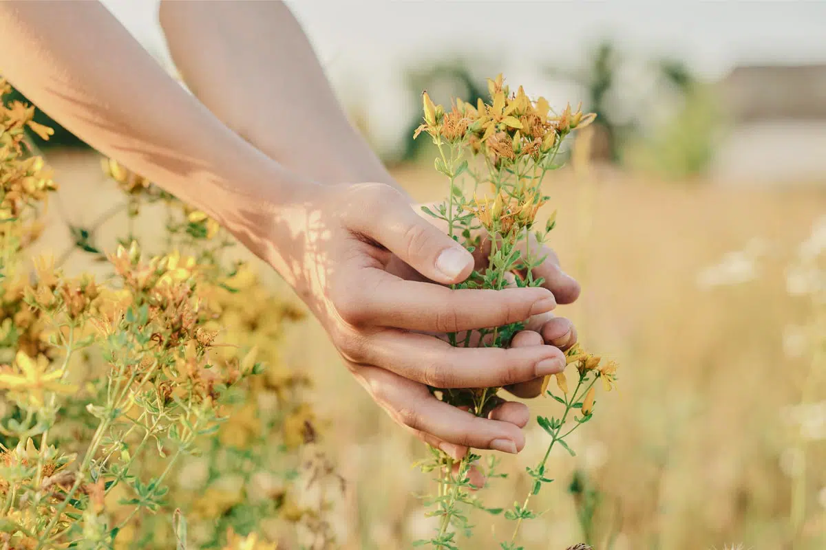 St. John’s Wort for Sensitive Skin 1