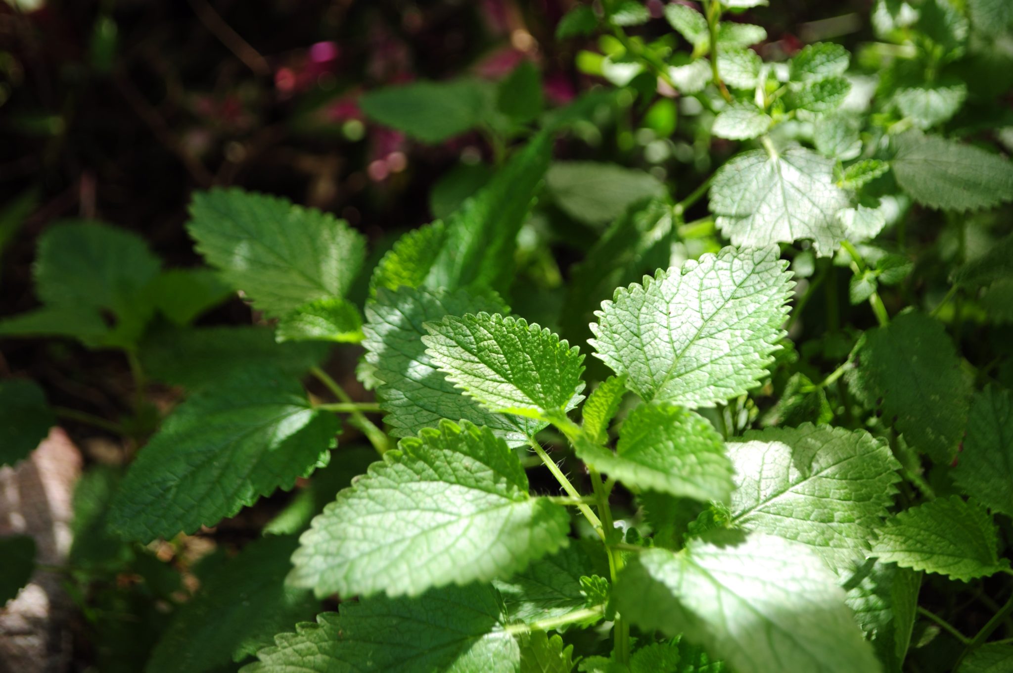 Peppermint Oil for Skin, the Refreshing, Oil Balancing Herb 2