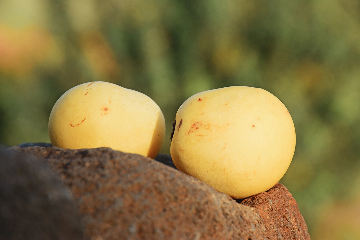 Marula