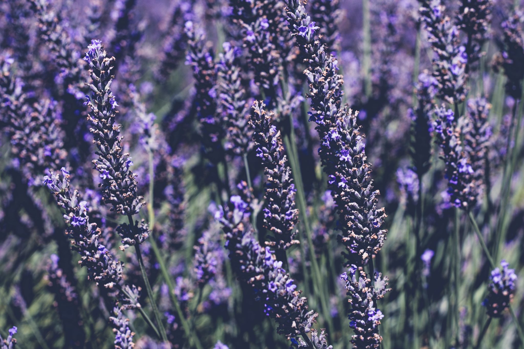 Lavender is a calming ingredient for sensitive skin.