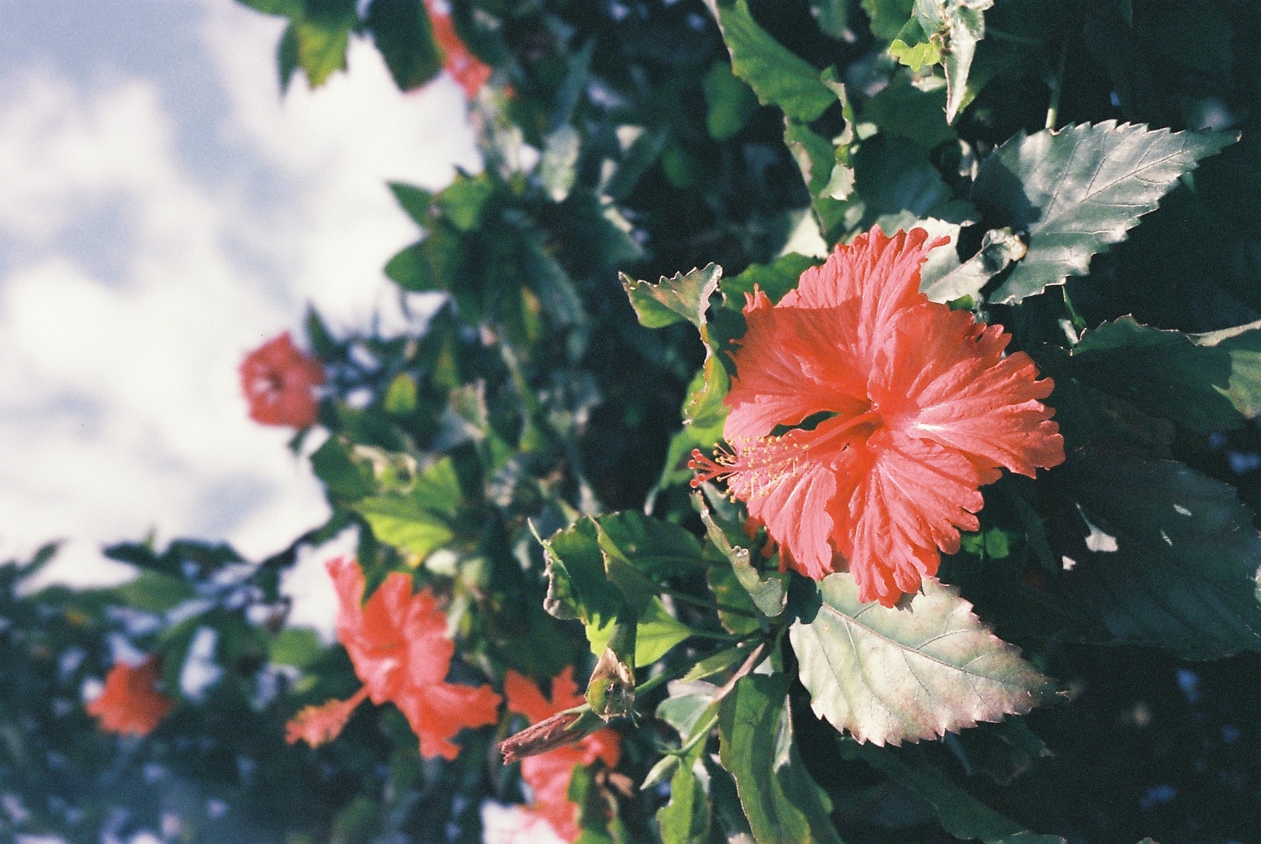 Hibiscus can help reduce the appearance of fine lines and wrinkles.